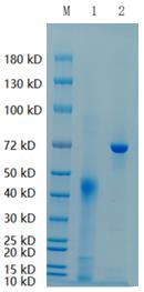 Reducing 4%-20% SDS-PAGE (CBB stained) analysis profile of purified A4GALT.
1. A4GALT: 1 μg
2. BSA: 1 μg